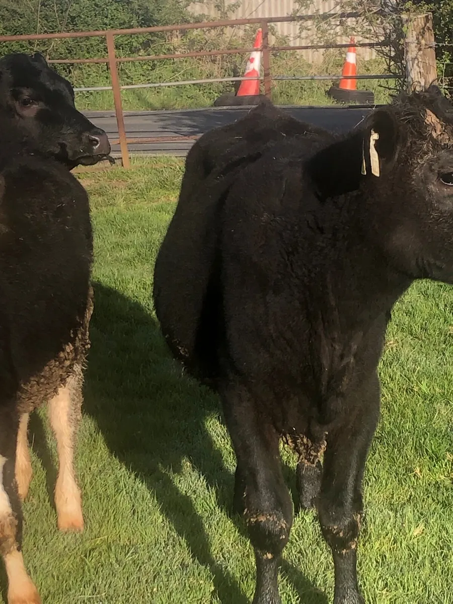 Aa and Hereford heifers - Image 2