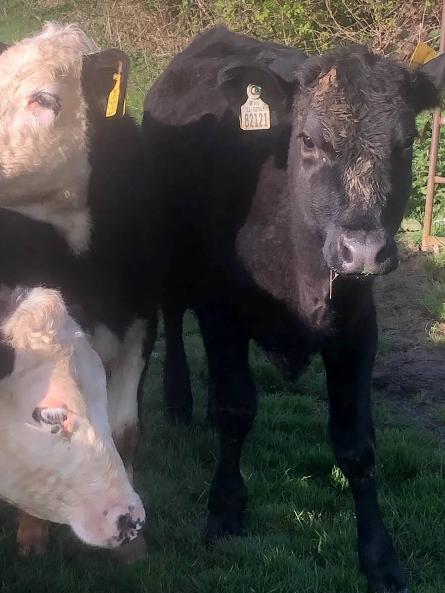 Aa and Hereford heifers - Image 3