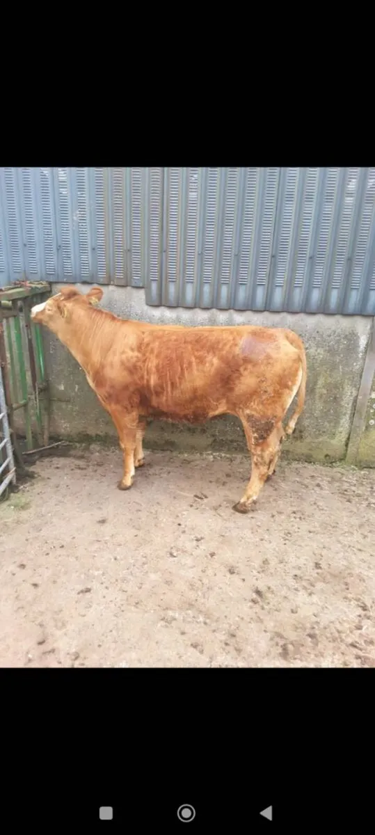 *** LM X Breeding Heifer *** - Image 2