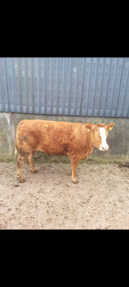 *** LM X Breeding Heifer *** - Image 3