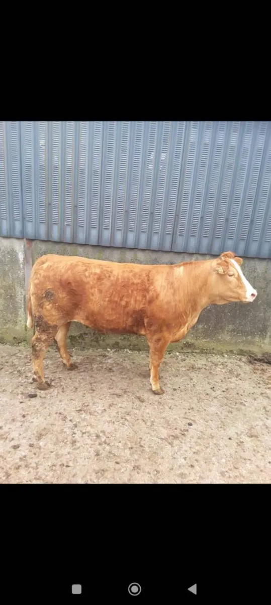 *** LM X Breeding Heifer *** - Image 1