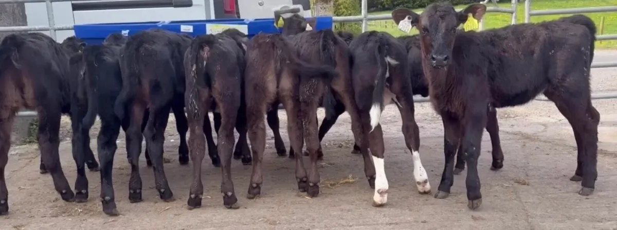 13 smashing AA heifers - Image 1