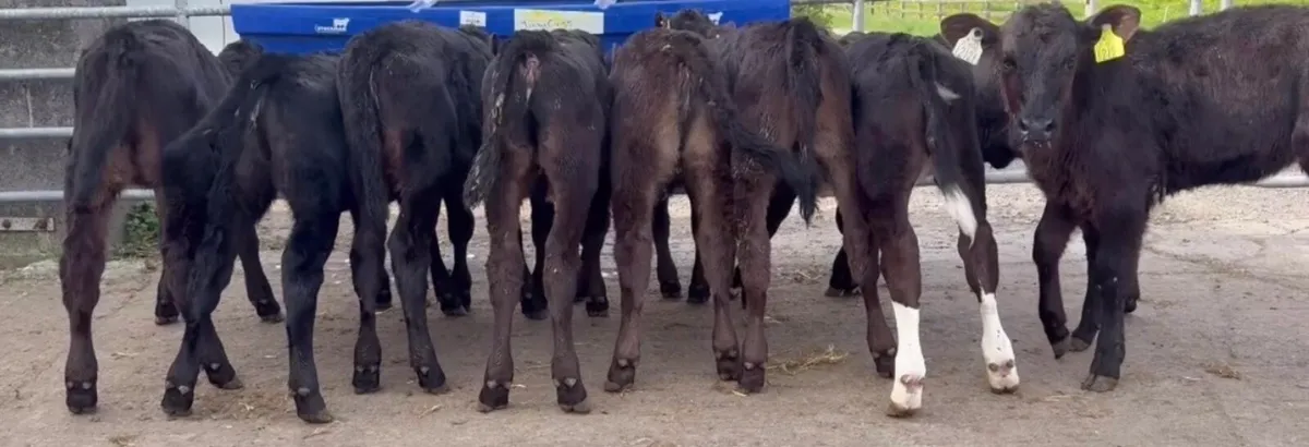 6 smashing AA heifer calves - Image 1