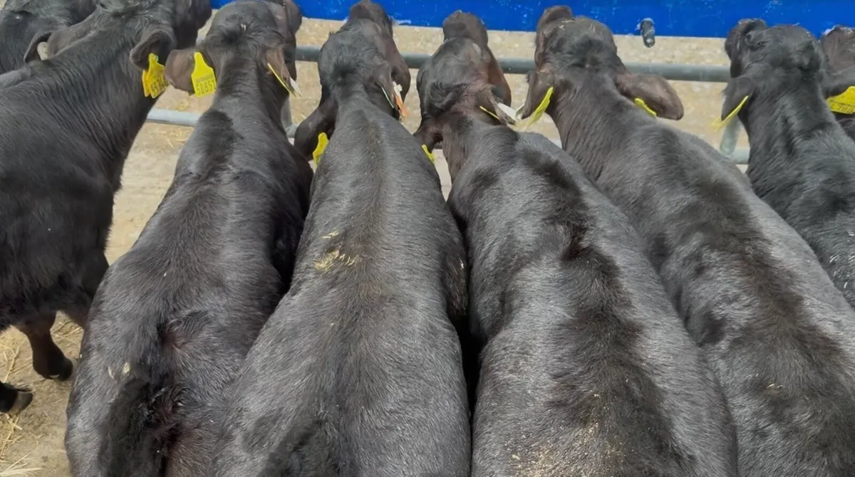 6 smashing AA heifer calves - Image 2