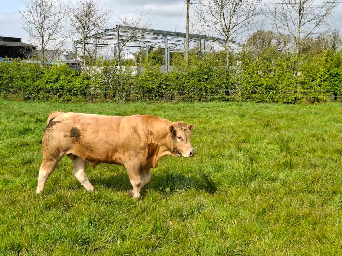 Bullocks - Image 2