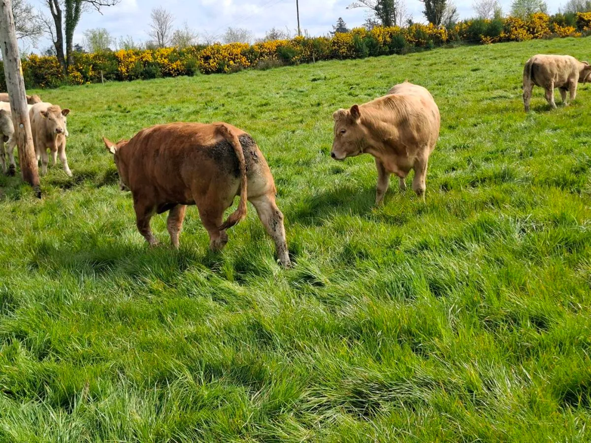 Bullocks - Image 3