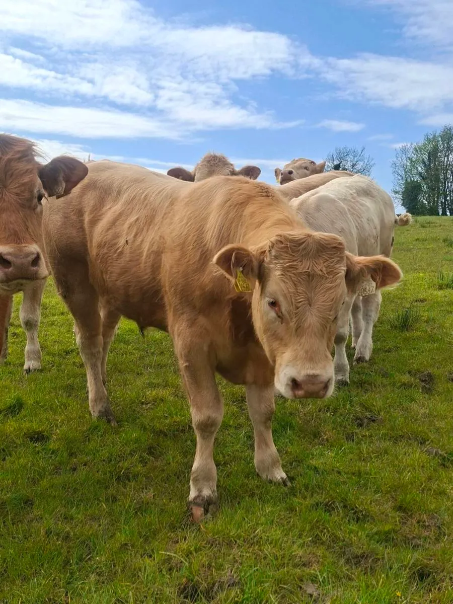 Bullocks - Image 1