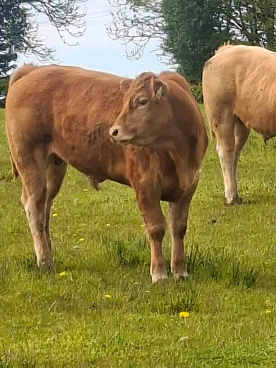 Bullocks - Image 4