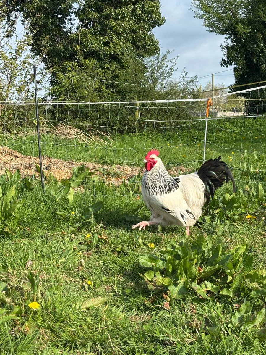 Light Sussex Rooster - Image 1