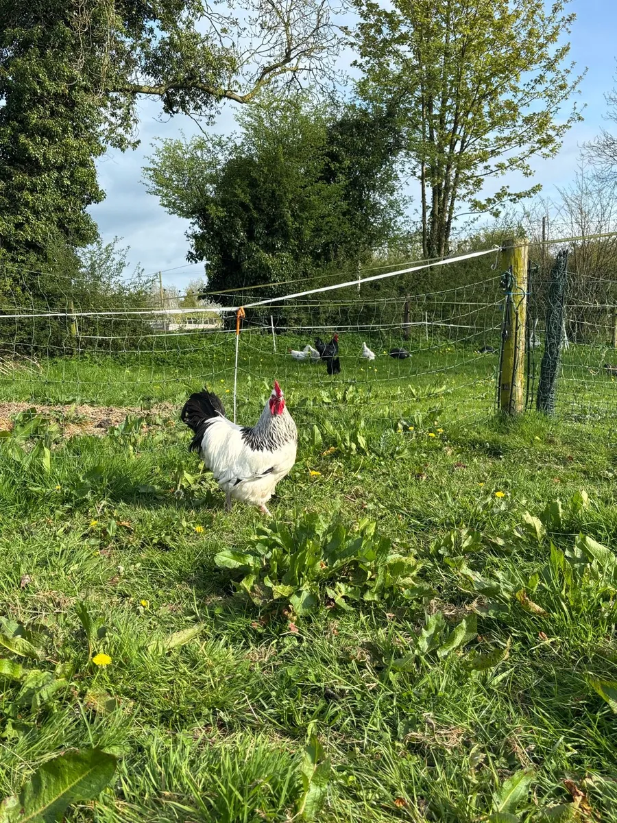 Light Sussex Rooster - Image 2