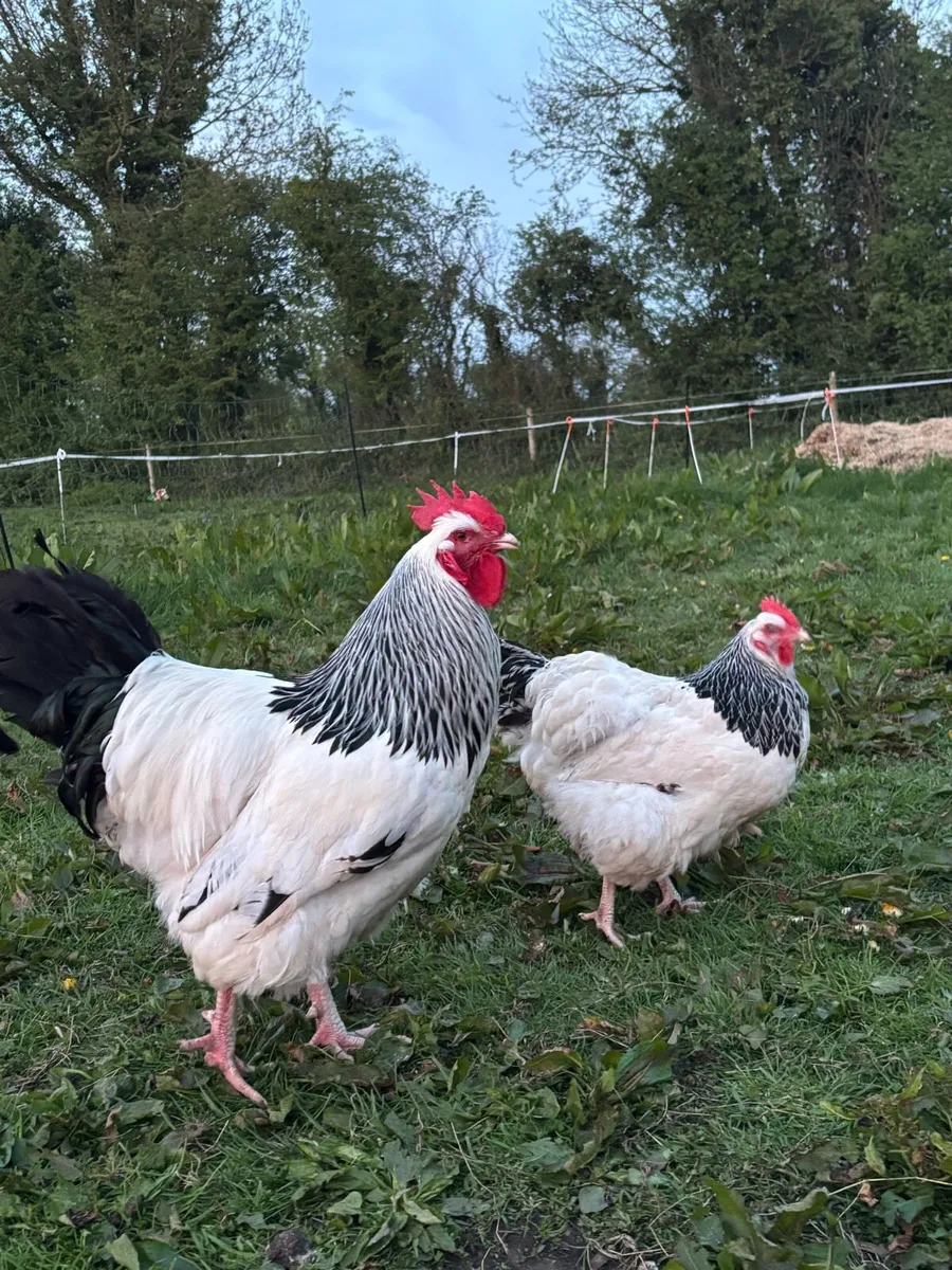 Light Sussex Rooster - Image 4