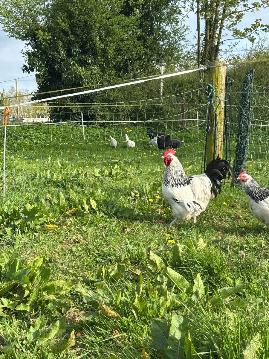 Light Sussex Rooster - Image 3