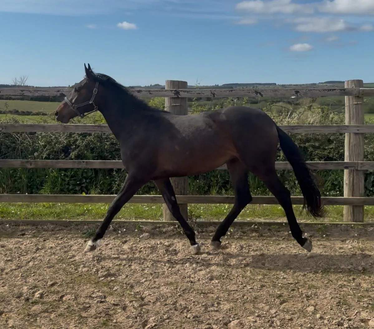 2 year old Lagans OBOS Filly - Image 1