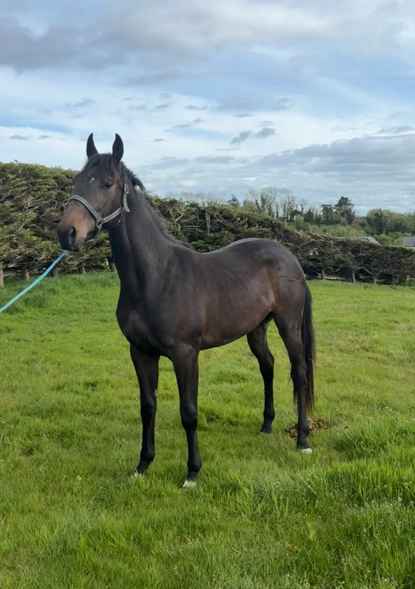 2 year old Lagans OBOS Filly - Image 2