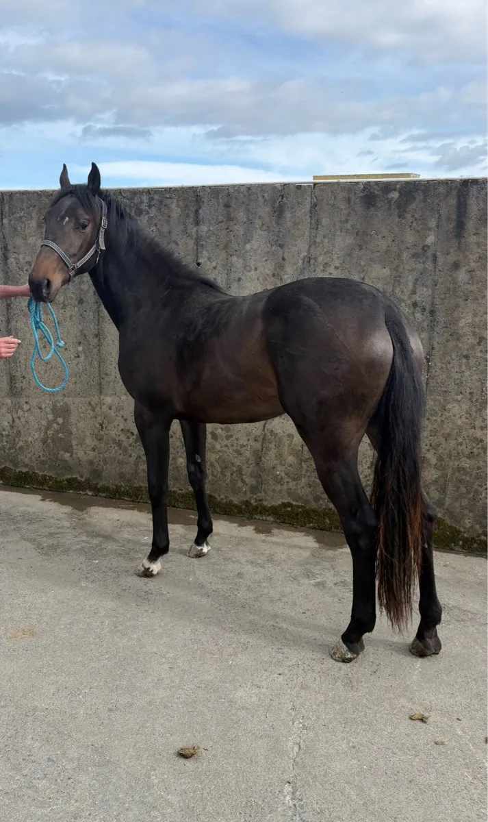 2 year old Lagans OBOS Filly - Image 3