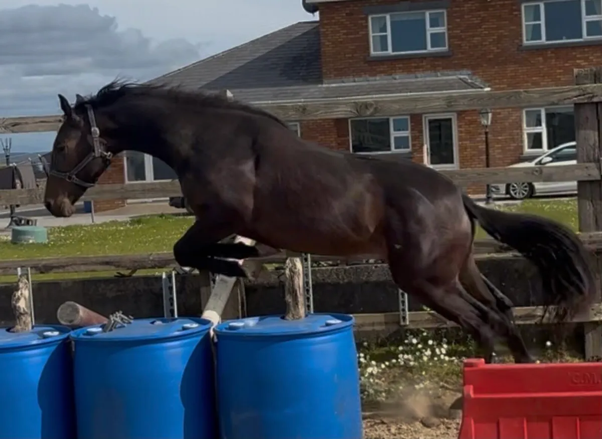 2 year old Lagans OBOS Filly - Image 4