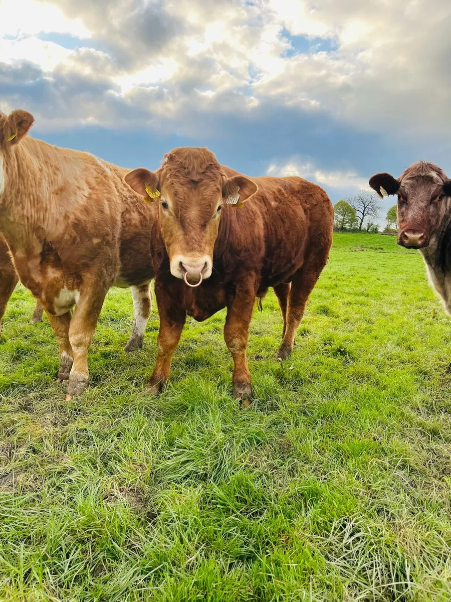 Purebred limousine bull for sale - Image 1