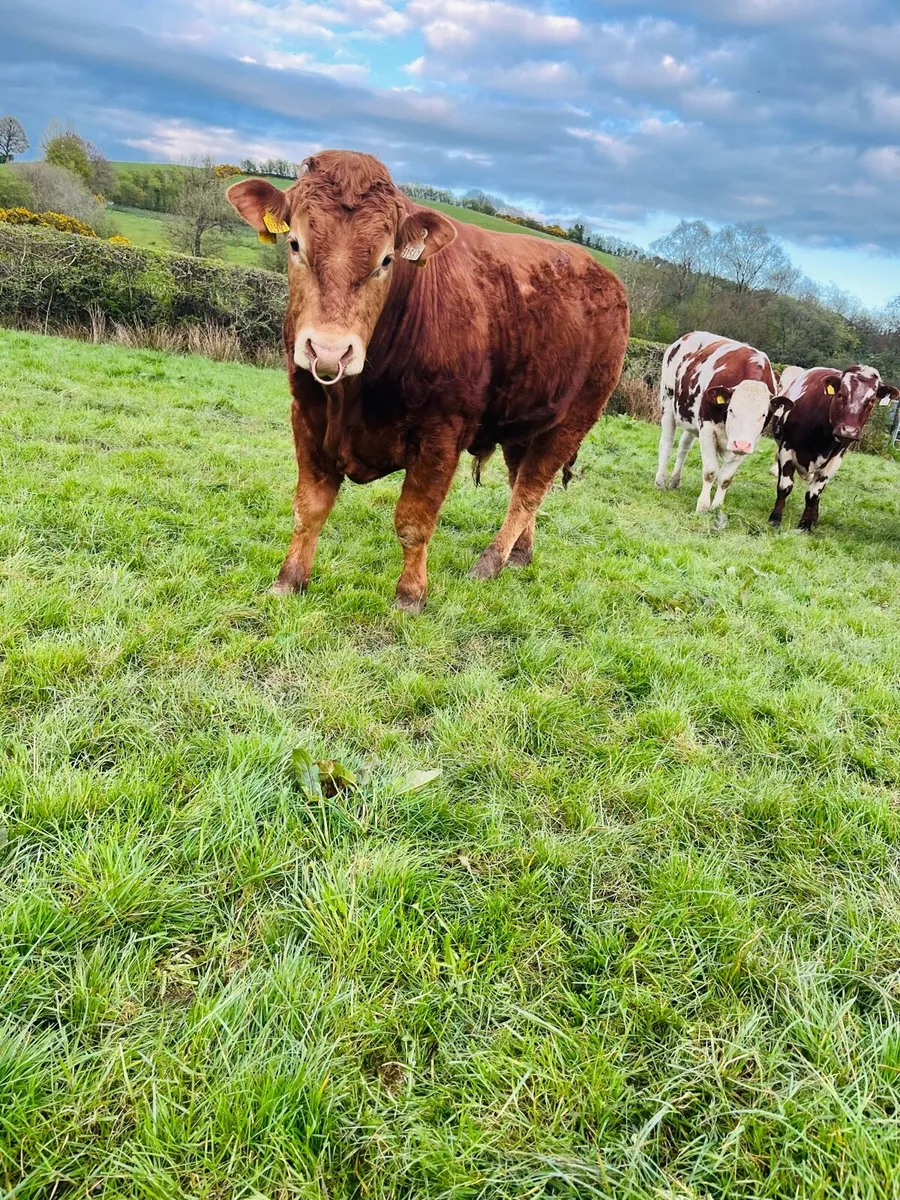 Purebred limousine bull for sale - Image 4