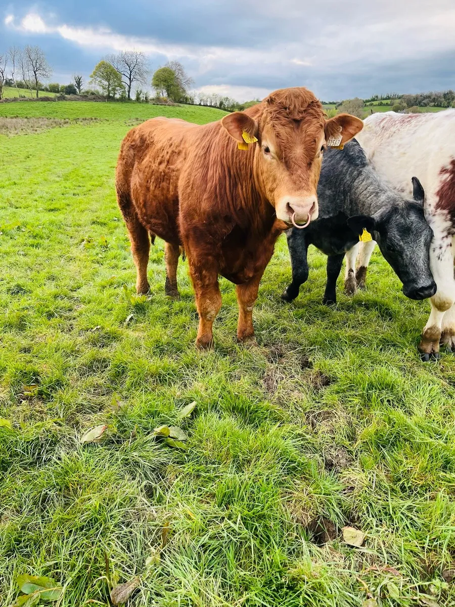 Purebred limousine bull for sale - Image 2