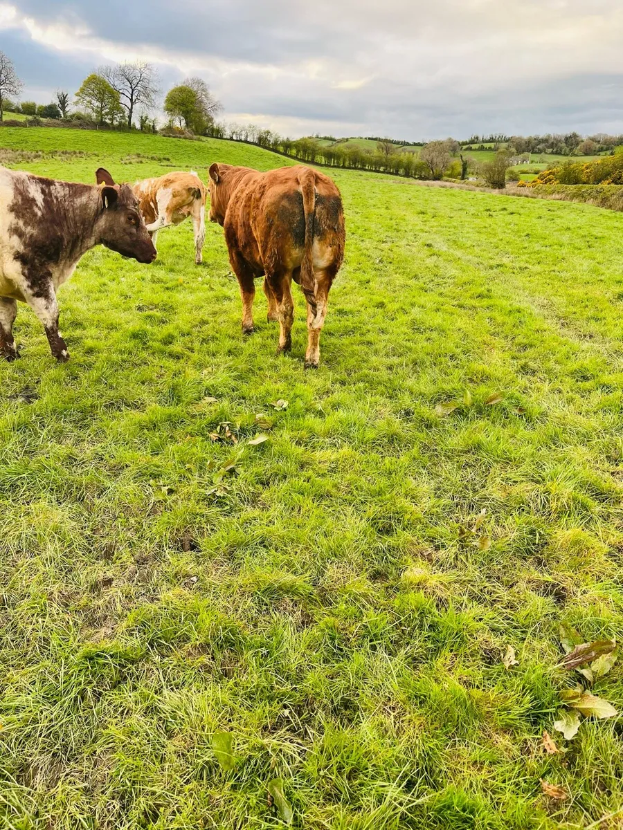 Purebred limousine bull for sale - Image 3
