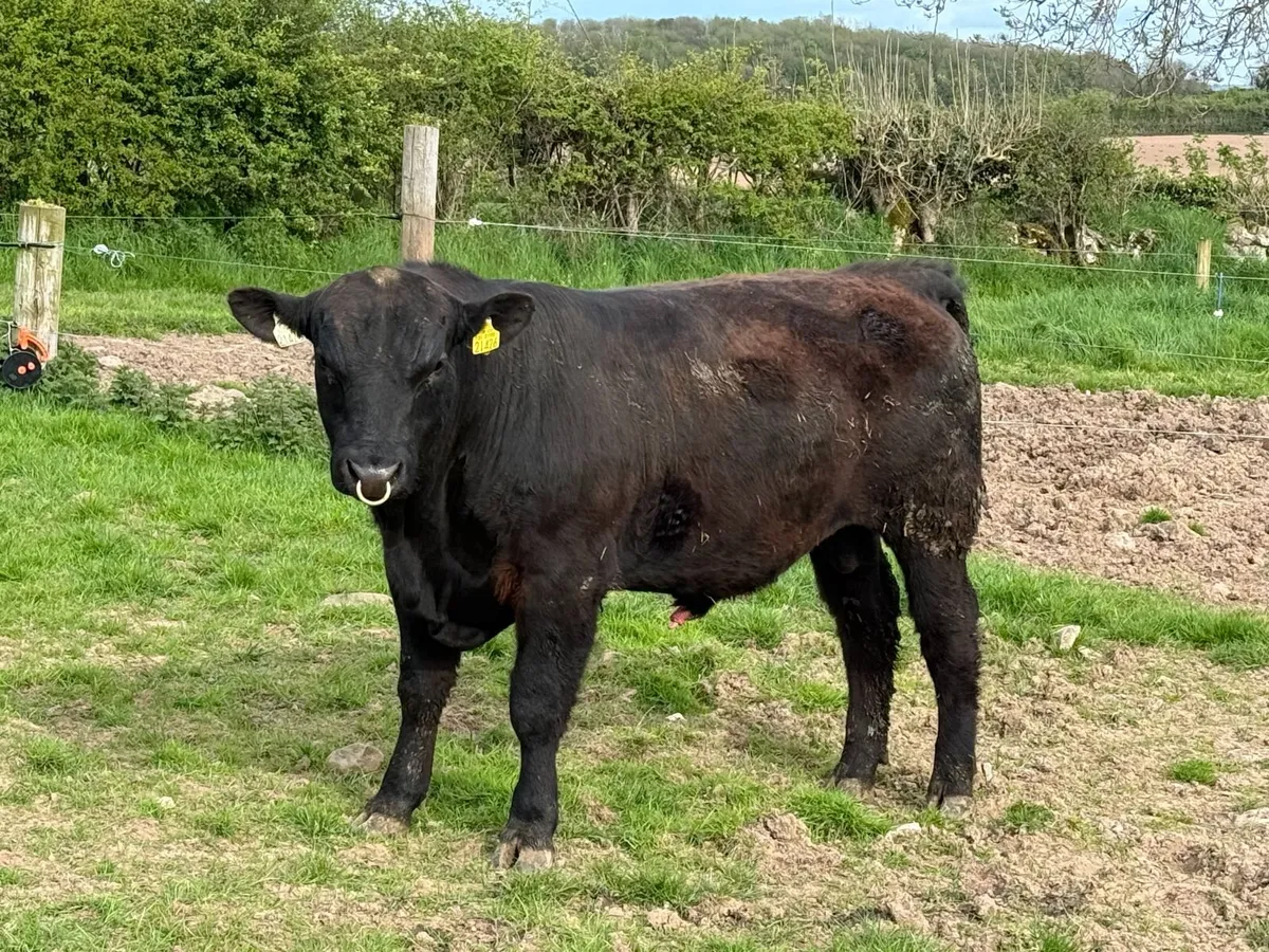 Pedigree Aberdeen Angus Bull - Image 1