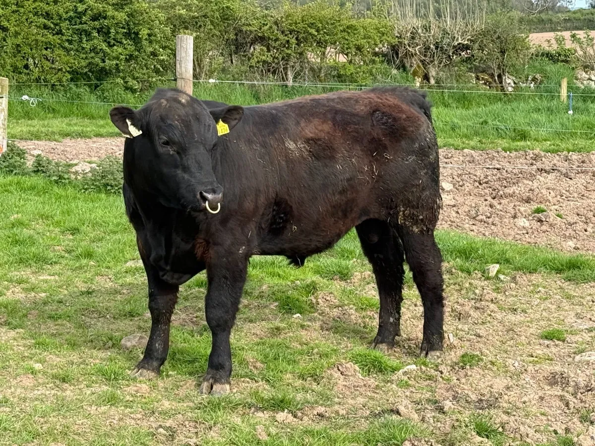 Pedigree Aberdeen Angus Bull - Image 2