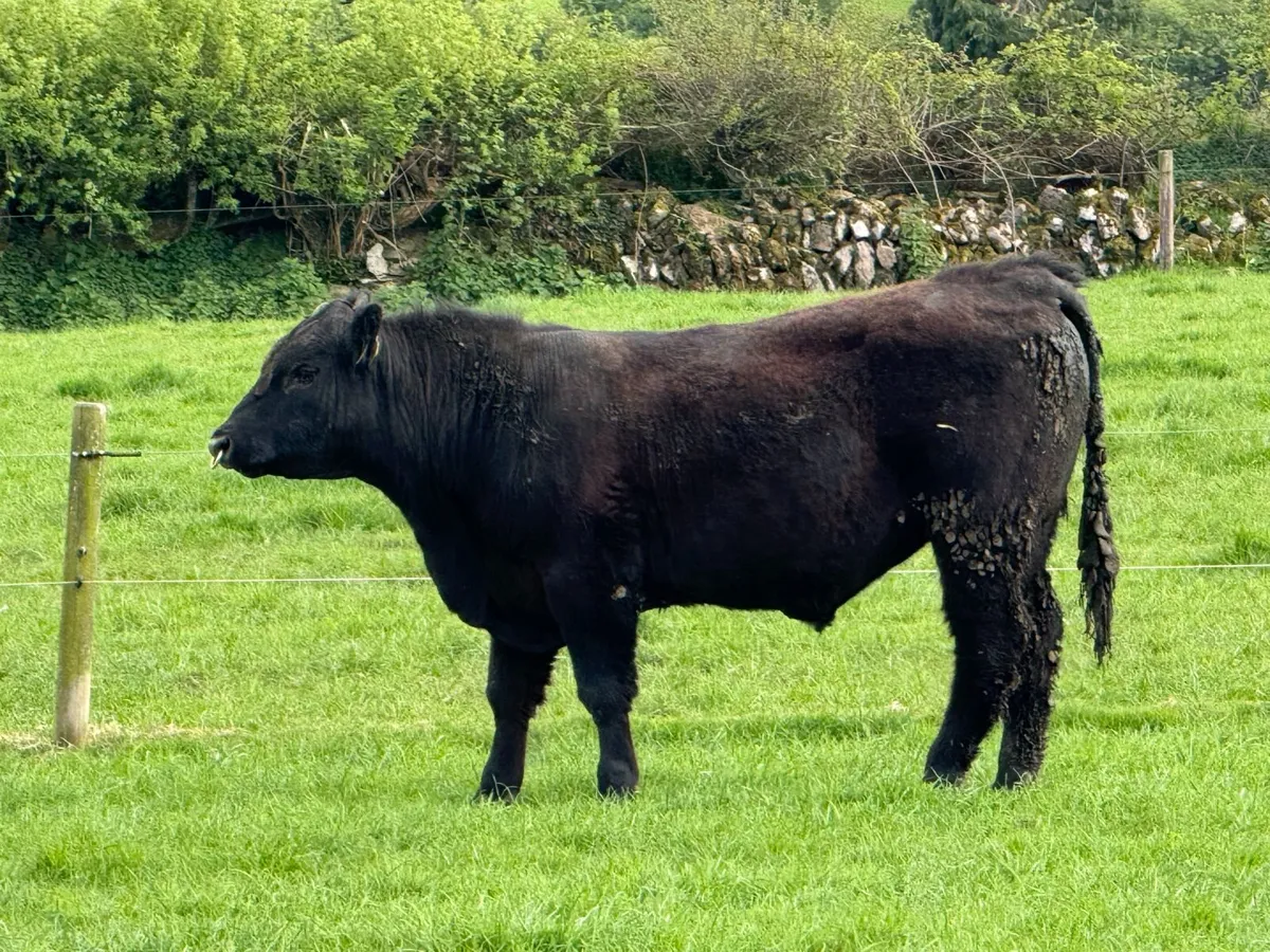 Pedigree Aberdeen Angus Bull - Image 3
