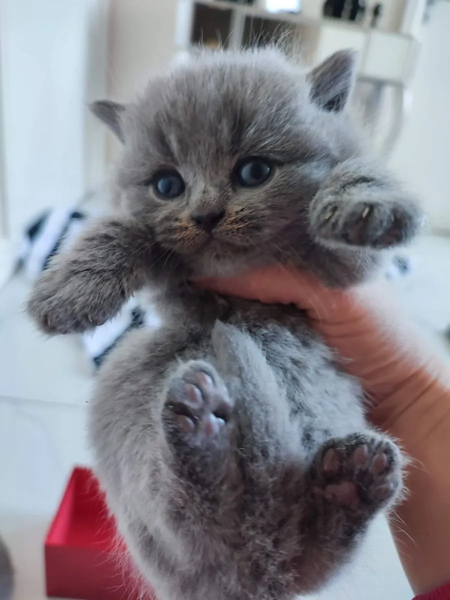 British shorthair kittens - Image 1