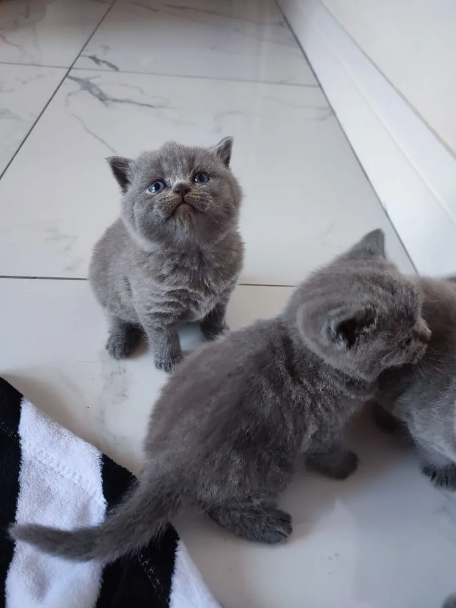 British shorthair kittens - Image 2