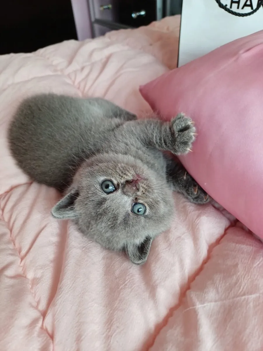 British shorthair kittens - Image 3