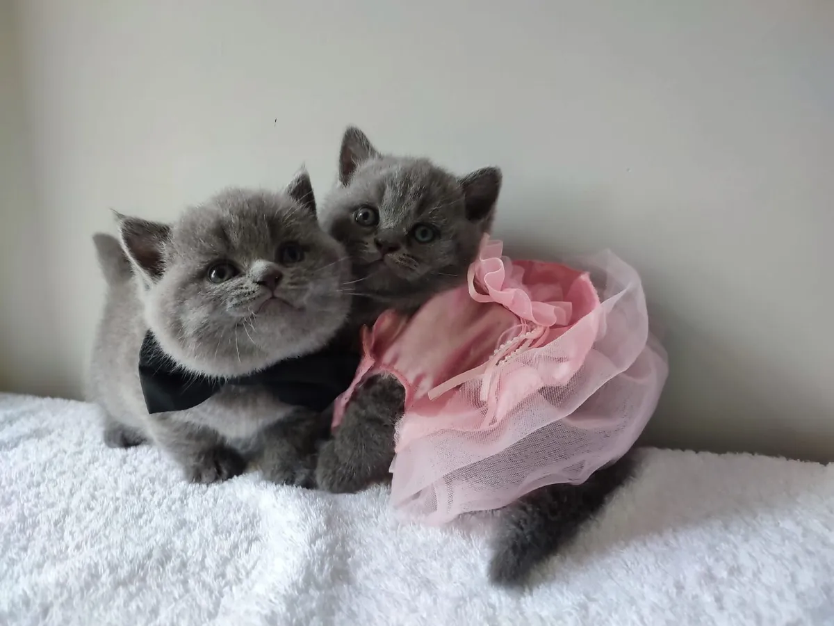 British shorthair kittens - Image 2