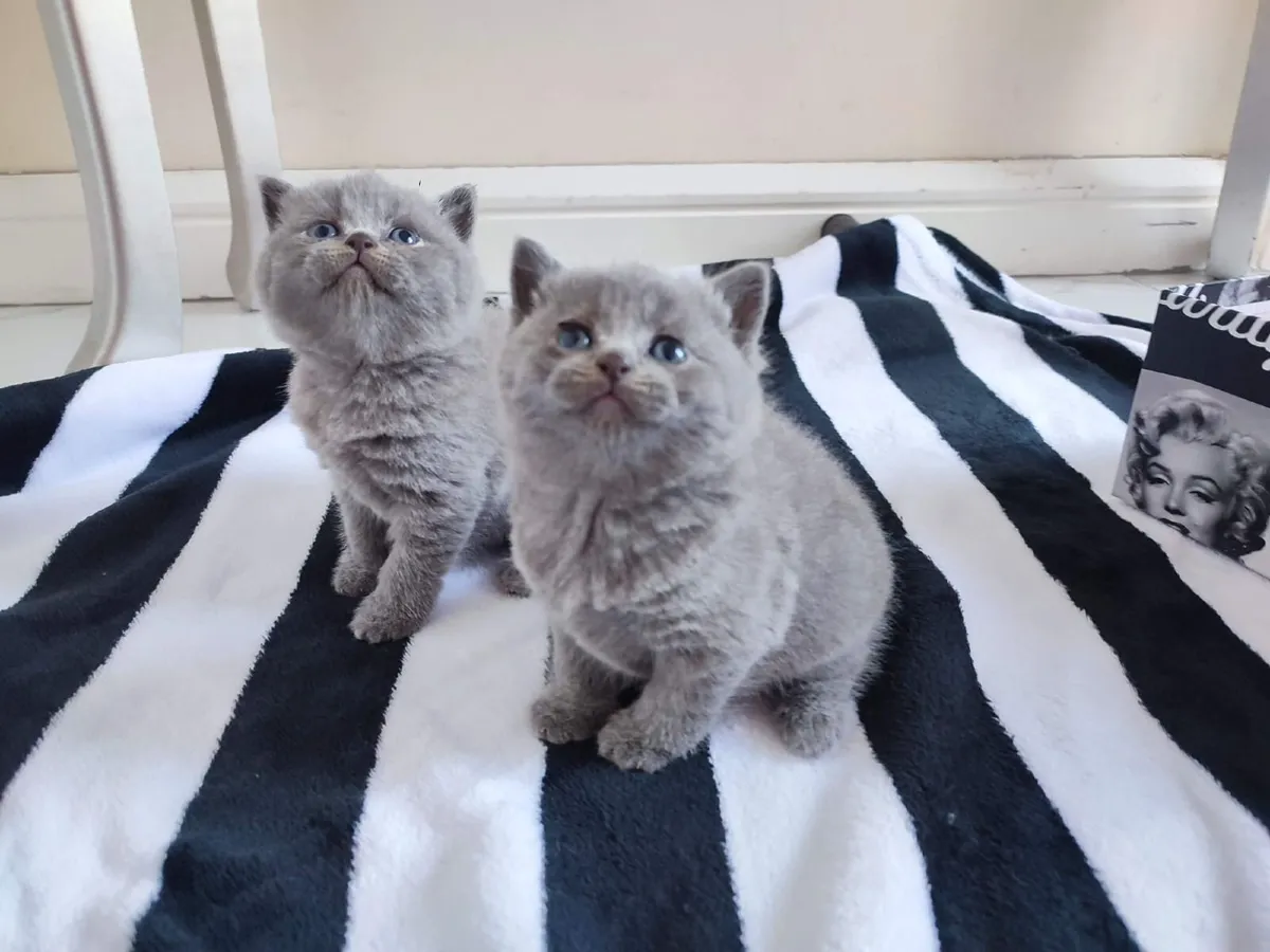 British shorthair kittens - Image 4