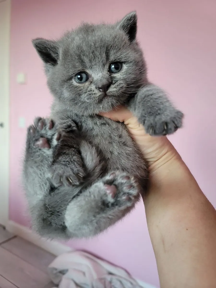 British shorthair kittens - Image 1