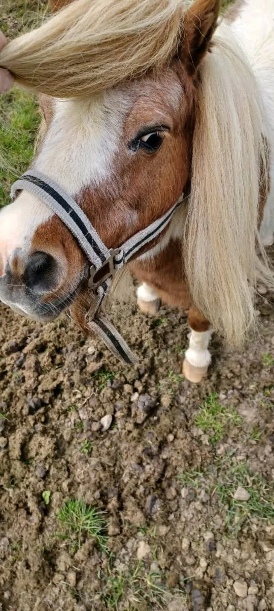 Shetland stallion/teaser - Image 4