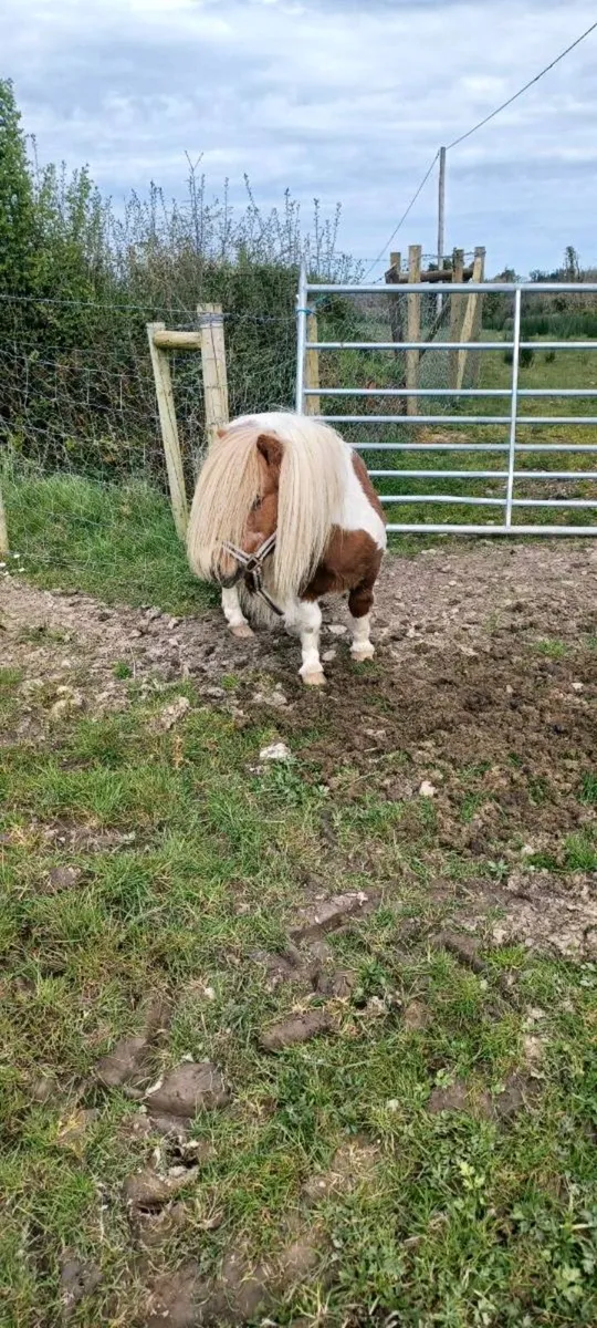 Shetland stallion/teaser - Image 1
