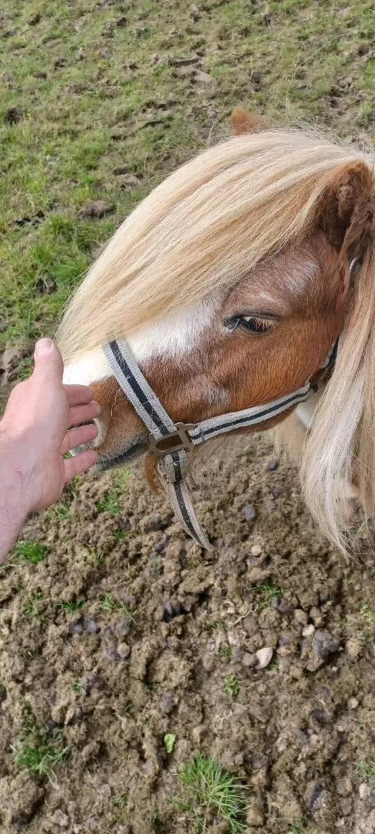 Shetland stallion/teaser - Image 2