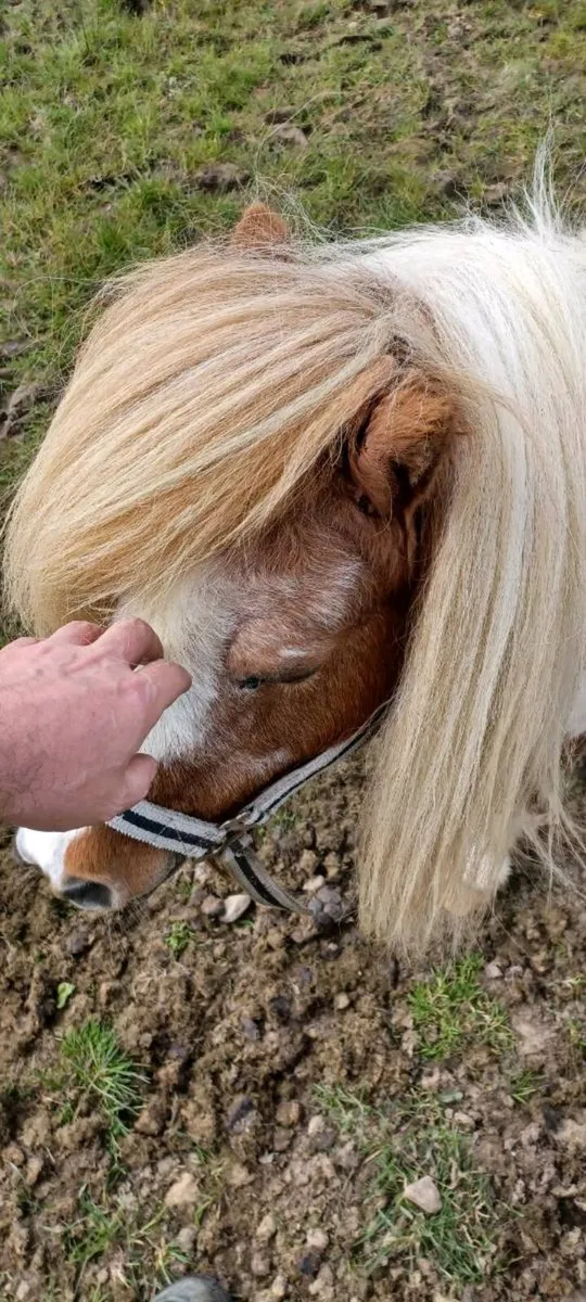 Shetland stallion/teaser - Image 3