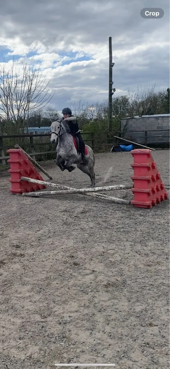 5yo Connemara gelding - Image 1