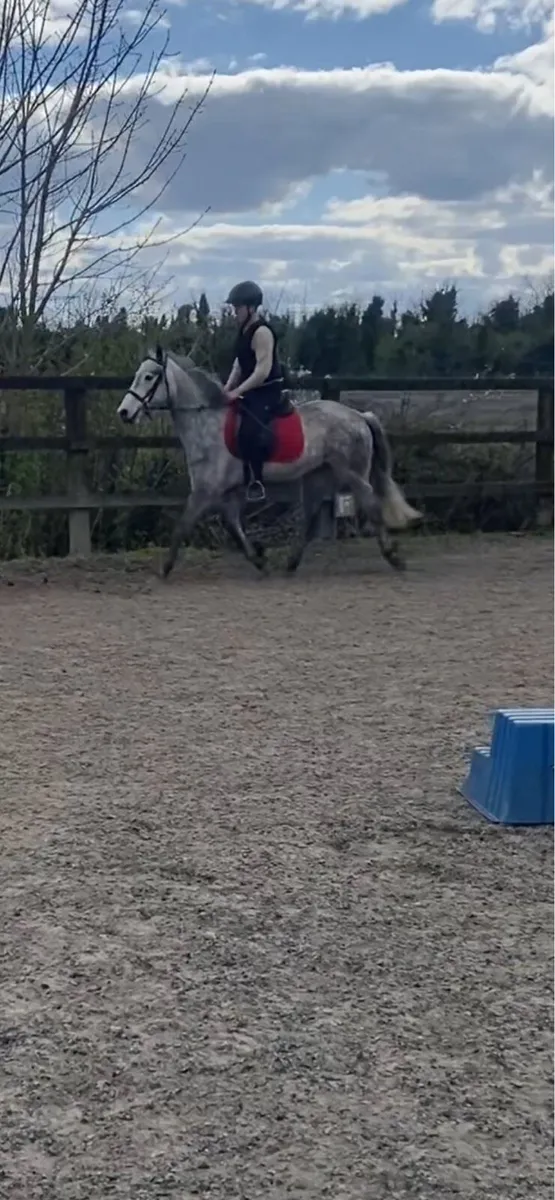 5yo Connemara gelding - Image 2