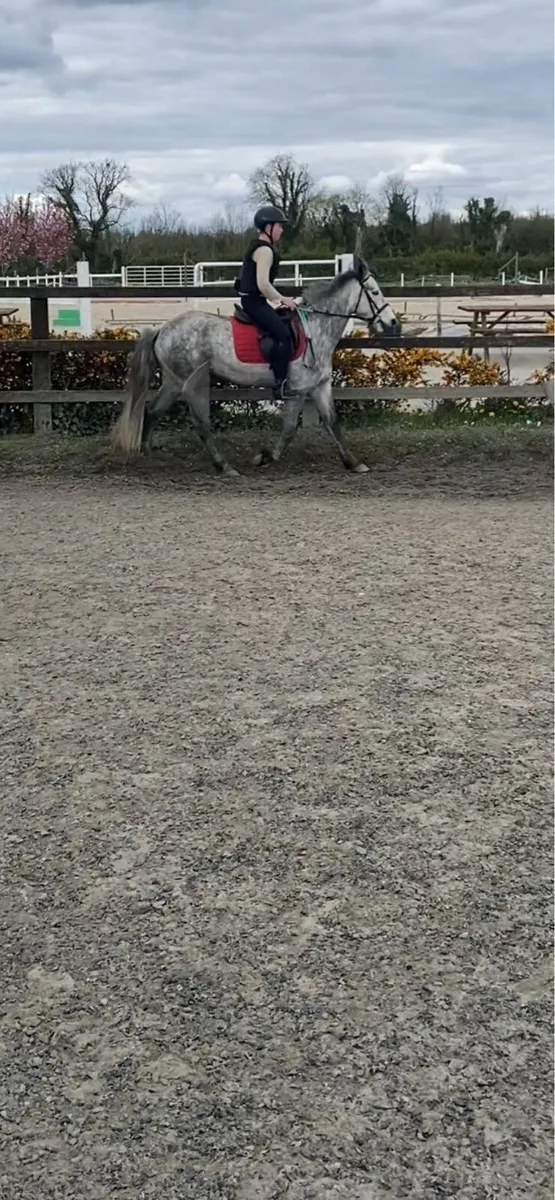 5yo Connemara gelding - Image 3