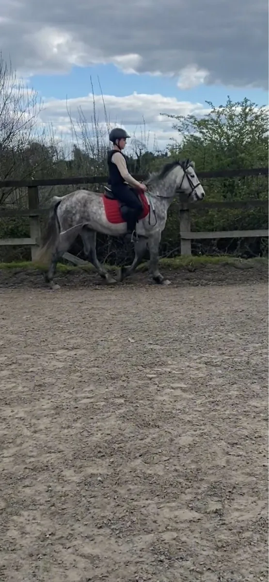 5yo Connemara gelding - Image 4