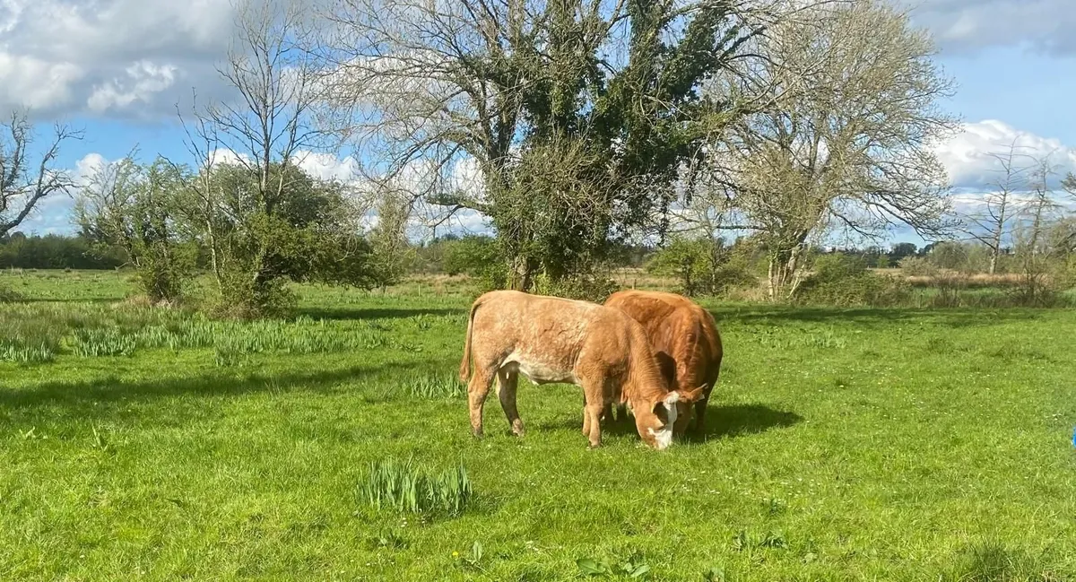 2 Calved First Calvers - Image 2
