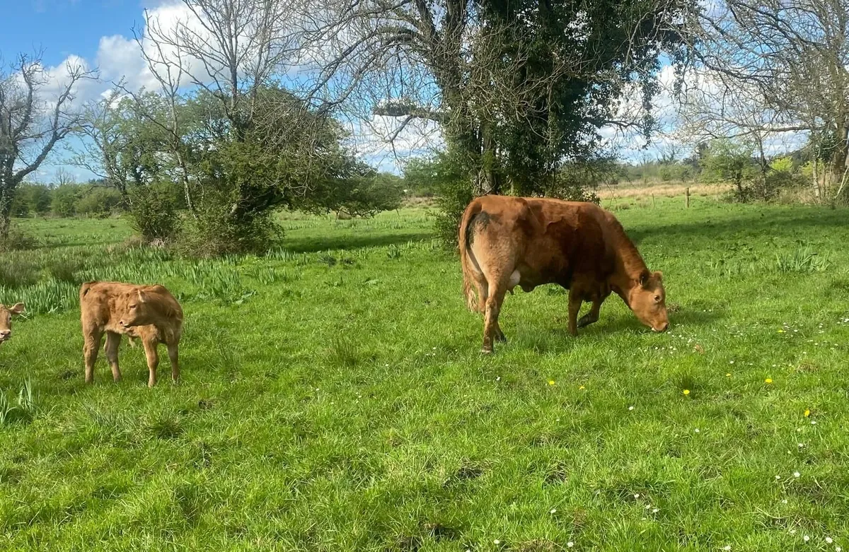 2 Calved First Calvers - Image 3