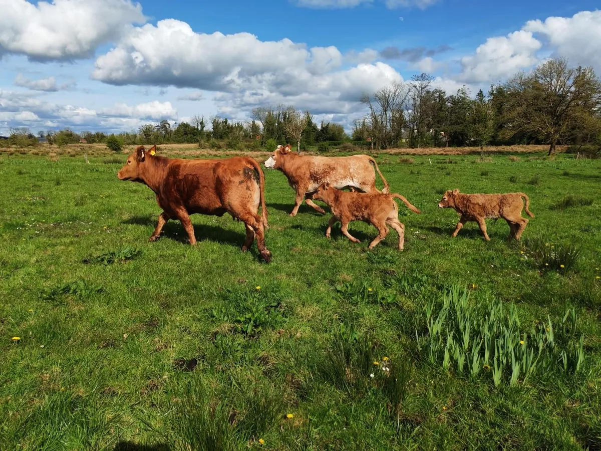 2 Calved First Calvers - Image 4