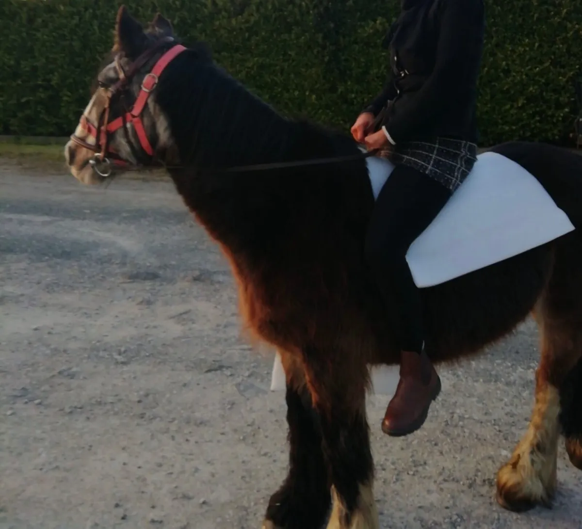 Hairy leg cob - Image 1