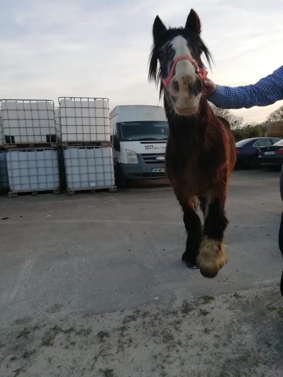 Hairy leg cob - Image 2