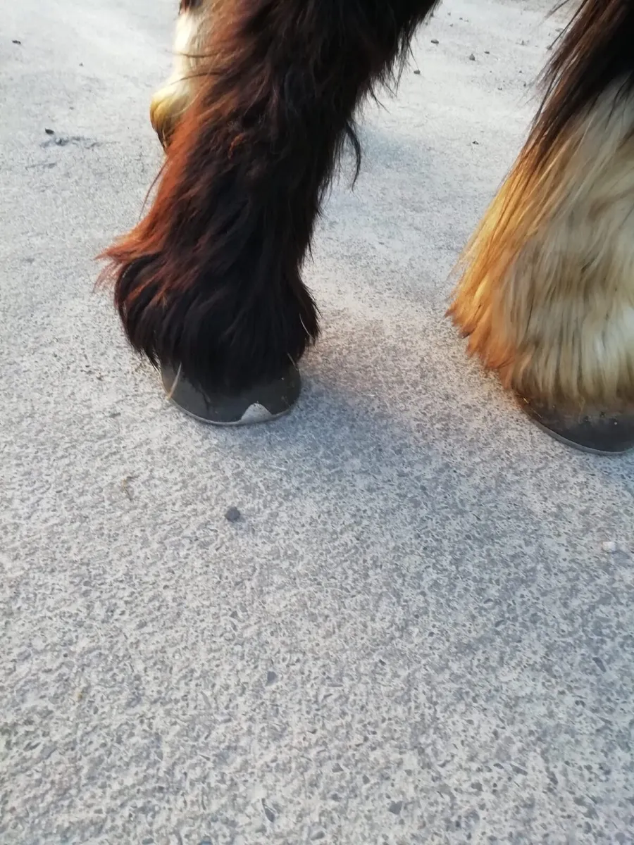 Hairy leg cob - Image 3