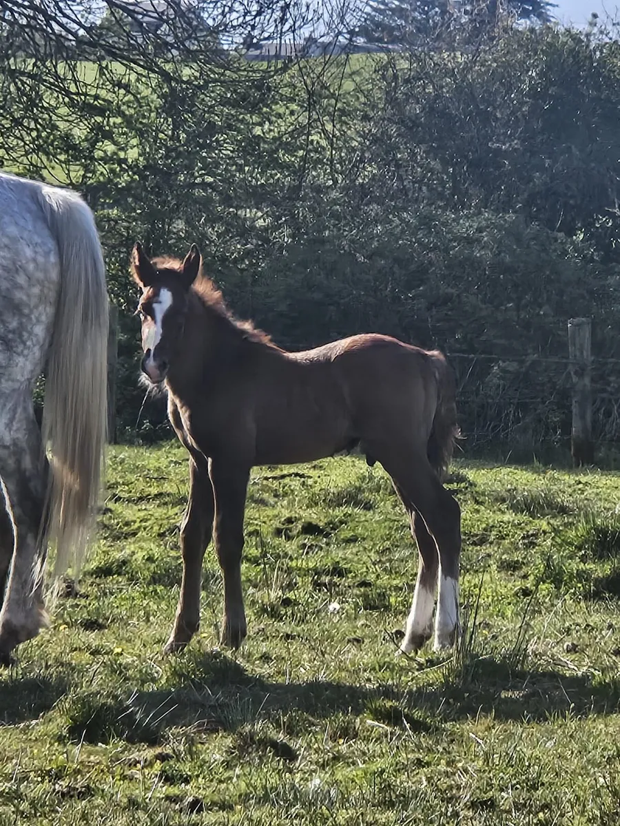 Irish Draught mare and Foal - Image 1