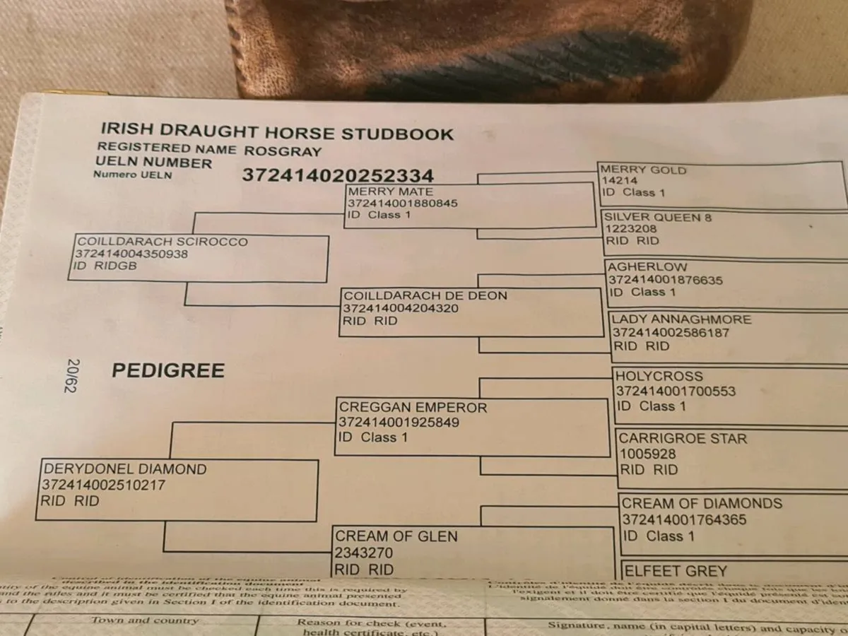 Irish Draught mare and Foal - Image 2