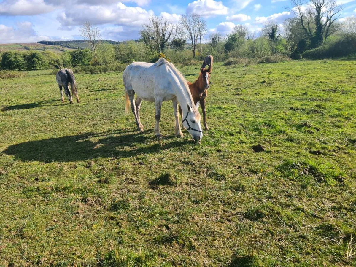 Irish Draught mare and Foal - Image 3